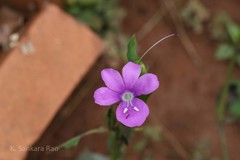 Barleria montana
